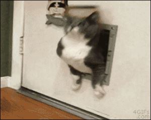 65aff65fd6acc7ac776daa10f954fe30.gif